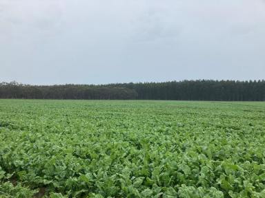 Livestock For Sale - VIC - Tyrendarra - 3285 - Secure Southern Grazing – Picturesque and Productive  (Image 2)
