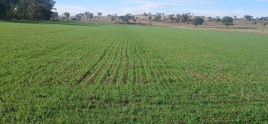 Other (Rural) For Sale - NSW - Ashford - 2361 - Lifestyle and Rural Living By the Severn River (Image 2)