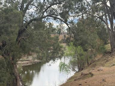 Other (Rural) For Sale - NSW - Ashford - 2361 - Lifestyle and Rural Living By the Severn River (Image 2)