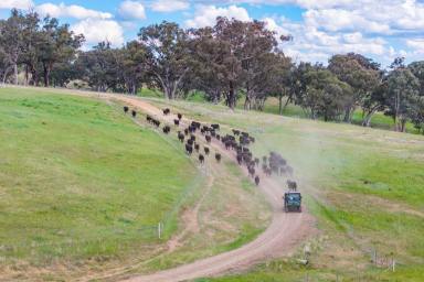 Mixed Farming Auction - NSW - Panuara - 2800 - EXCEPTIONAL CATTLE GRAZING ENTERPRISE, CLOSE TO ORANGE! (Image 2)