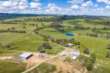 Mixed Farming Auction - NSW - Panuara - 2800 - EXCEPTIONAL CATTLE GRAZING ENTERPRISE, CLOSE TO ORANGE! (Image 2)