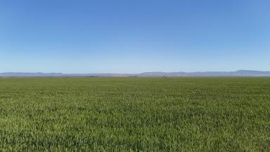 Mixed Farming For Sale - SA - Hammond - 5431 - Substantial Mixed Farming Opportunity  (Image 2)