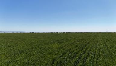 Mixed Farming For Sale - SA - Hammond - 5431 - Substantial Mixed Farming Opportunity  (Image 2)