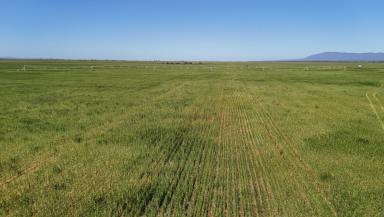 Mixed Farming For Sale - SA - Wilmington - 5485 - Quality Irrigation Opportunity  (Image 2)