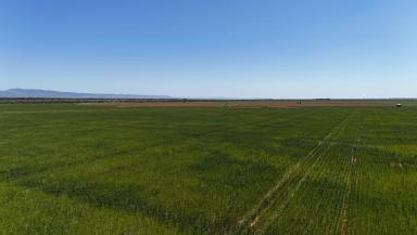Mixed Farming For Sale - SA - Wilmington - 5485 - Quality Irrigation Opportunity  (Image 2)