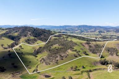 Other (Rural) Auction - NSW - Singleton - 2330 - 'Roseview' | 100 acres of Privacy, Views & Versatility  (Image 2)
