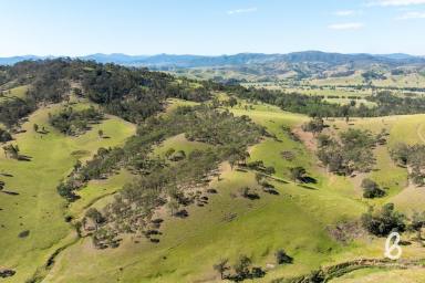 Other (Rural) Auction - NSW - Singleton - 2330 - 'Roseview' | 100 acres of Privacy, Views & Versatility  (Image 2)