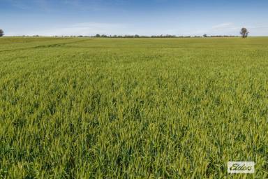 Other (Rural) For Sale - VIC - Baringhup - 3463 - Cropping & Grazing, 101.37 Ha - 250.5 Ac  (Image 2)