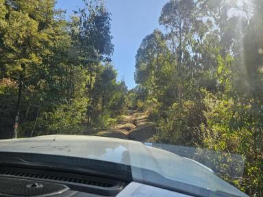 Other (Rural) For Sale - NSW - Batlow - 2730 - Burnt Pine Plantation for Sale by Tender  (Image 2)