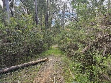 Other (Rural) For Sale - NSW - Batlow - 2730 - Burnt Pine Plantation for Sale by Tender  (Image 2)