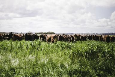 Mixed Farming For Sale - WA - Beermullah - 6503 - STRATEGIC DATA CENTRE SITE & AGRICULTURAL HOLDING (Image 2)