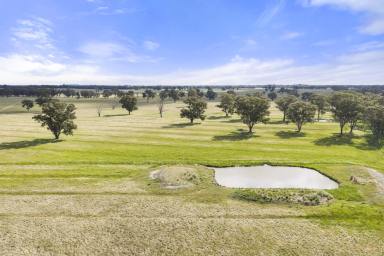Mixed Farming For Sale - VIC - Violet Town - 3669 - 'Tambo' - 565 Acres of Quality Grazing Country (Image 2)