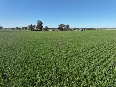 Mixed Farming For Sale - NSW - Coolamon - 2701 - EXCELLENT CROPPING BLOCK  (Image 2)
