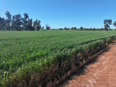 Mixed Farming For Sale - NSW - Coolamon - 2701 - EXCELLENT CROPPING BLOCK  (Image 2)