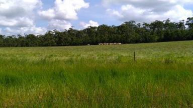 Mixed Farming For Sale - QLD - Silkwood - 4856 - Cane & Cattle  (Image 2)