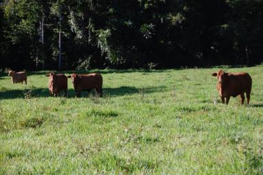 Livestock For Sale - QLD - Japoonvale - 4856 - Fattening & Small Crop Property | Coastal, Nth Qld  (Image 2)