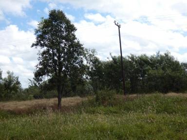 Mixed Farming For Sale - NT - Adelaide River - 0846 - 50 Plus Acres  (Image 2)