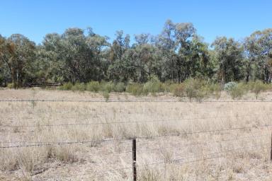 Other (Rural) For Sale - NSW - Bellata - 2397 - FARMING COUNTRY IN BELLATA  (Image 2)
