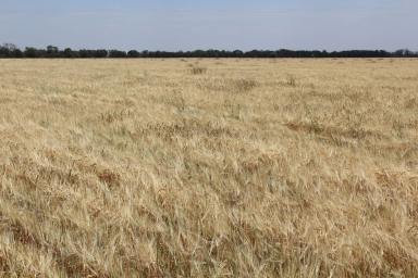 Other (Rural) For Sale - NSW - Croppa Creek - 2411 - PRIME FARMING LAND  (Image 2)